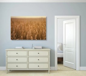 Stampa su tela – Campo di grano