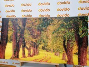 Quadro su tela – Sentiero nella foresta autunnale