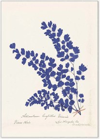 Poster incorniciato Botanical Fern III Blue