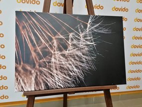 Quadro su tela – Bellezza del soffione