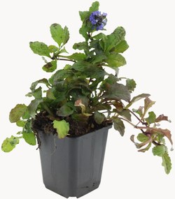 Set di 12 piante vere Ajuga Reptans