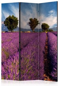 Paravento Lavender field in Provence, France [Room Dividers]
