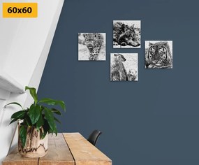 Set di quadri – Animali in versione acquerello in bianco e nero