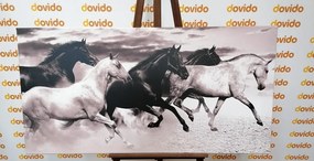 Quadro su tela – Branco di cavalli in bianco e nero