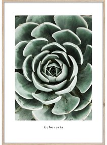 Dipinto 50x70 cm Echeveria – Styler