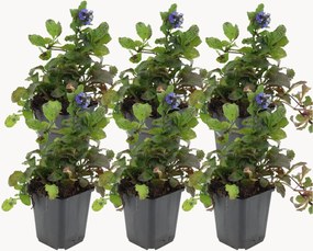 Set di 6 piante vere Ajuga Reptans