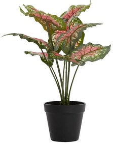 Pianta finta (altezza 40 cm) Caladium - Light &amp; Living