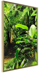 Poster  In the Rainforest  Cornice Quadri Cornice d'oro, Larghezza x Altezza Home decor 20x30