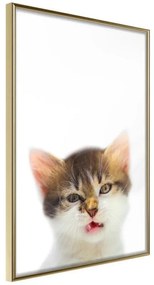 Poster  Funny Kitten  Cornice Quadri Cornice d'oro, Larghezza x Altezza Home decor 40x60