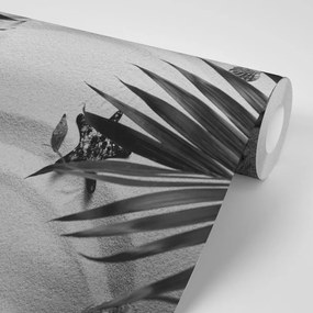 Carta da parati – Conchiglie in bianco e nero sotto una foglia di palma
