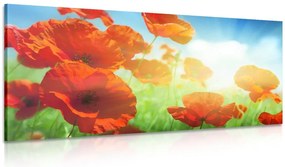 Quadro su tela – Papavero sul prato
