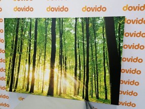 Stampa su tela – Foresta verde fresca