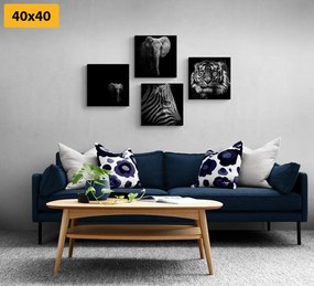 Set di quadri – Animali in stile bianco e nero