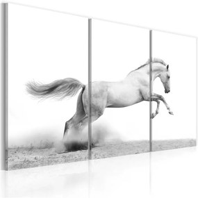 Quadro Cavallo al galoppo  Colore bianco e nero, Dimensioni e Misure 90x60