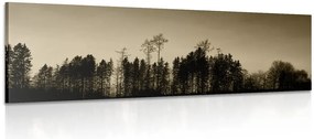 Stampa su tela – Foresta in seppia