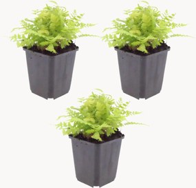 Set di 3 piante vere Maschio Dryopteris Filix-Mas