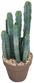 Pianta da interno MYRTILLOCACTUS GEOMETRIZANS D.CM30