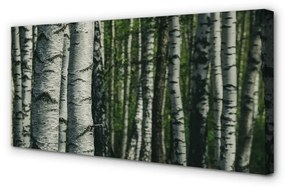 Stampa quadro su tela Foresta di betulla 100x50 cm