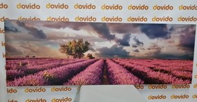Stampa su tela – Terra dei campi di lavanda