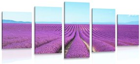 Quadri 5 pezzi – Campo di lavanda infinito