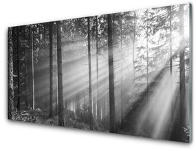 Quadro in vetro Foresta Natura Sole 100x50 cm