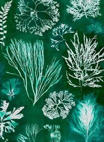 Mindthegap Carta da parati Algae - Moss