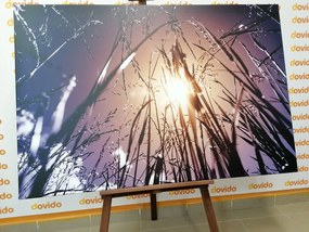 Stampa su tela – Erba di campo
