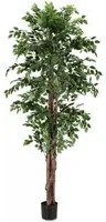 Pianta con Vaso 2480Foglie H210 (2 Pezzi) - FICUS