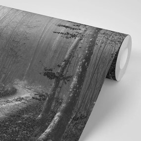 Carta da parati – Sentiero nel bosco in bianco e nero