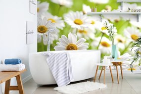 Carta da parati – Prato primaverile pieno di fiori