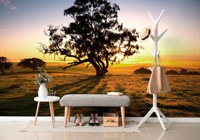 Carta da parati – Albero al tramonto