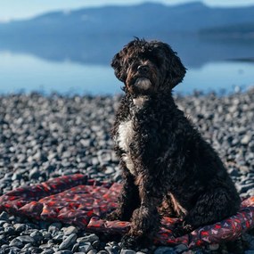 Cuccia da viaggio marrone per cane 45x60 cm Outdoor Chill Pad Mocha S – P.L.A.Y.