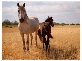 Fotomurale Cavallo e puledro