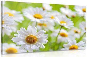 Stampa su tela – Prato primaverile pieno di fiori