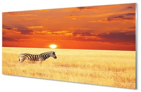 Quadro acrilico Zebra Field Sunset 100x50 cm