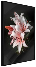 Poster  Pale Pink Lilies  Cornice Quadri Cornice nera, Larghezza x Altezza Home decor 20x30