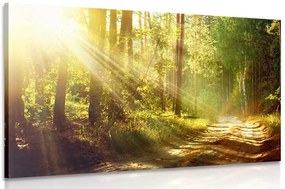 Quadro su tela – Raggi di sole nella foresta