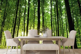 Carta da parati – Freschezza della foresta