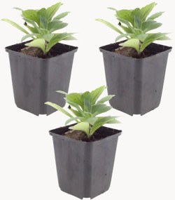 Set di 3 piante vere Aster frikartii Mönch