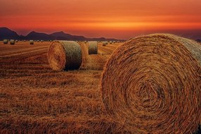 Carta da parati – Balle di fieno