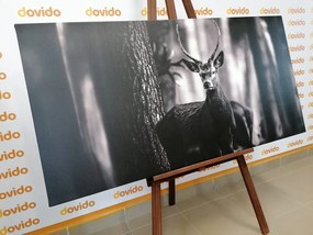 Stampa su tela – Cervo nel bosco in bianco e nero