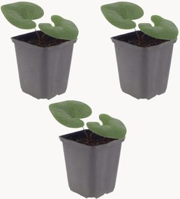 Set di 3 piante vere Asarum europaeum