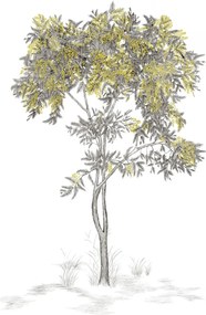 Isidore Leroy Carta da parati panoramica Arbustes Gris - Mimosa
