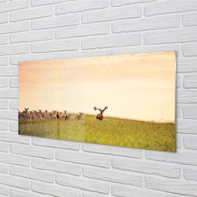Quadro in vetro acrilico Herd Deer Field Sunrise 100x50 cm