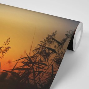 Carta da parati autoadesiva – Steli d'erba al tramonto