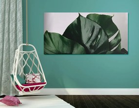 Quadro su tela – Foglia di monstera