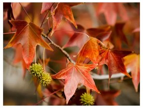 Fotomurale  Chestnut  Colore Grigio, Dimensioni e Misure 400x309