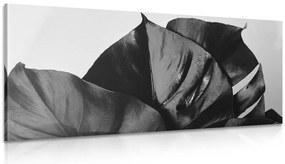 Stampa su tela – Foglia di monstera in bianco e nero