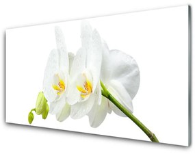 Quadro acrilico Petali di fiori di un'orchidea bianca 100x50 cm