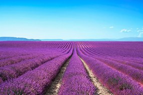 Carta da parati – Campo di lavanda infinito